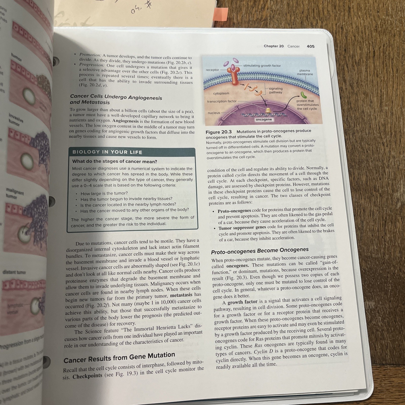 Looseleaf for Human Biology (2025 – Loose Leaf, by Sylvia S. Mader; – New