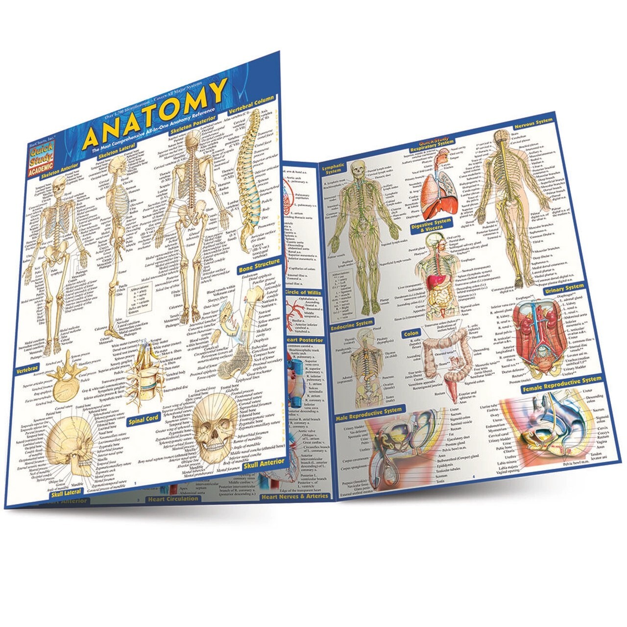 Brand New: Full Size Anatomy Tri-fold Laminated Study Guide Quick Study Aide 